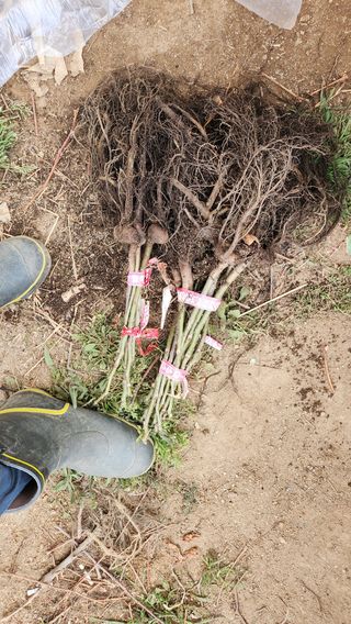 도기백님의 벼 · 자유게시판 작성글 사진