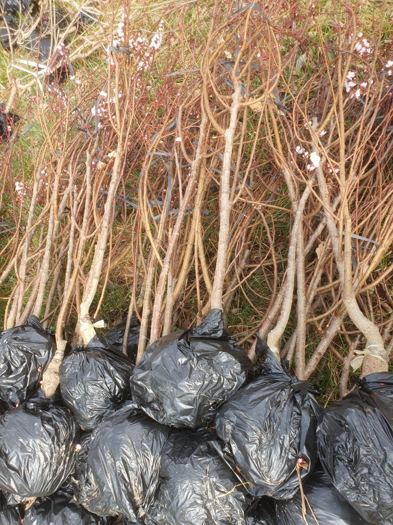 장터 상품 [ '살구 하코트 결실주' 택배비 무료] 썸네일