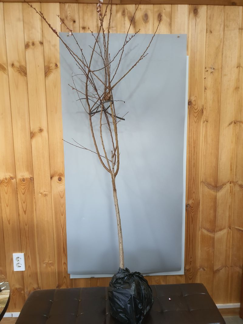 서울농원묘목님의 장터 판매 상품 [ '살구 하코트 결실주' 택배비 무료] 첨부 사진