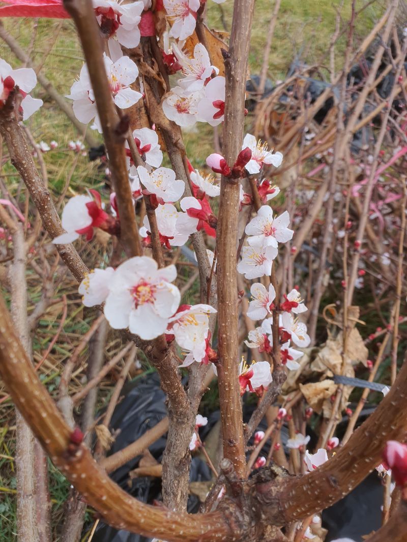 서울농원묘목님의 장터 판매 상품 [ '살구 하코트 결실주' 택배비 무료] 첨부 사진