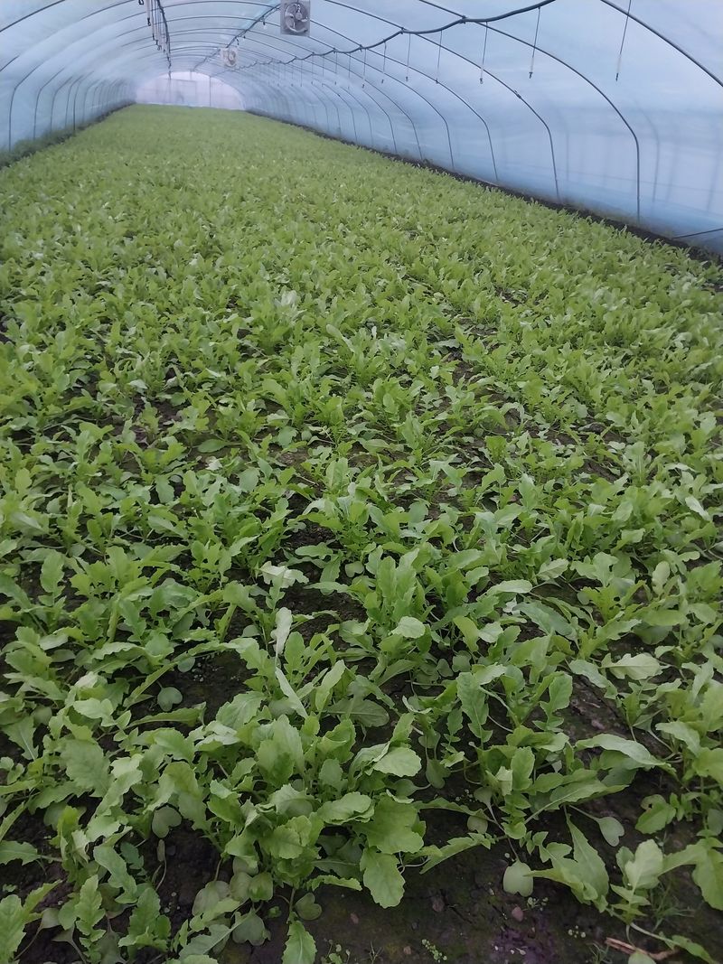 장터 상품 [쑥갖2키로] 썸네일