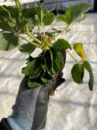 양촌리김회장님의 딸기 · 병해충상담 작성글 사진