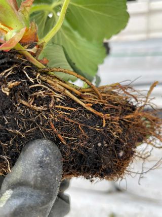 양촌리김회장님의 딸기 · 병해충상담 작성글 사진