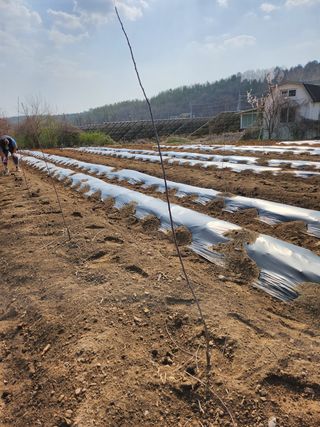 김선미님의 사과 · 일상 작성글 사진