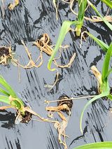 팜모닝 마늘·병해충상담 게시글 이미지