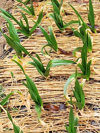 배주원님의 마늘 · 병해충상담 작성글 사진