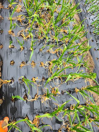 배주원님의 마늘 · 병해충상담 작성글 사진