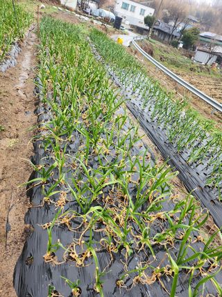 배주원님의 마늘 · 병해충상담 작성글 사진