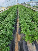 팜모닝 감자·자유게시판 게시글 이미지