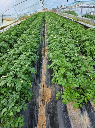 심용현님의 감자 · 자유게시판 작성글 사진