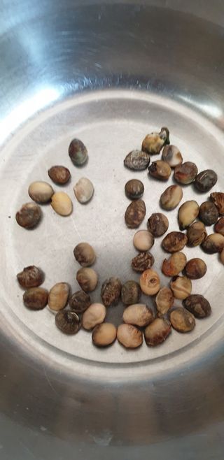 작은농부님의 콩 · 병해충상담 작성글 사진