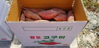 한재골님의 고구마 · 자유게시판 작성글 사진