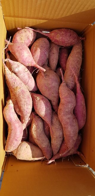 한재골님의 고구마 · 자유게시판 작성글 사진