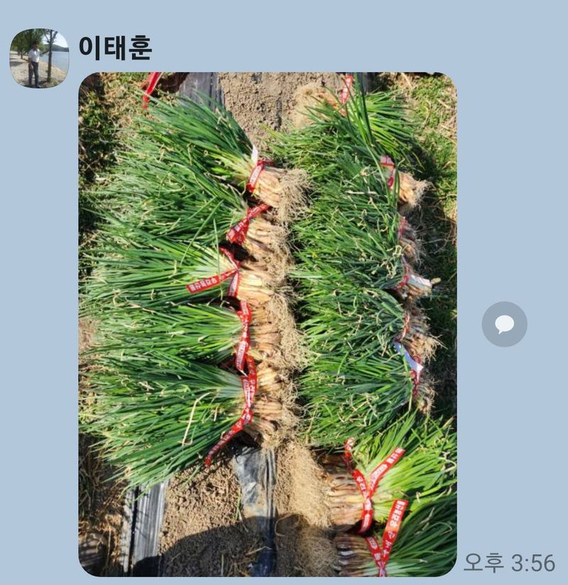 장터 상품 [쪽파5kg] 썸네일