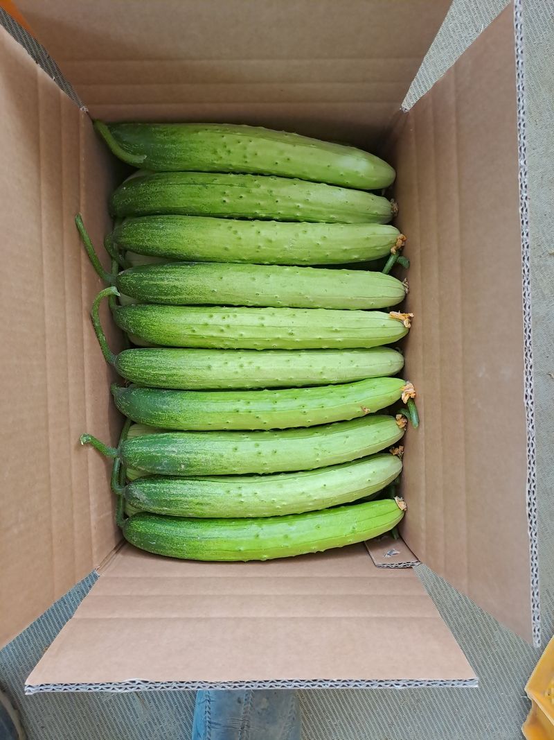 성기철님의 장터 판매 상품 [백다다기오이 ] 첨부 사진