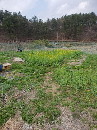 심수보 님의 자유주제 · 사진전 작성글 사진