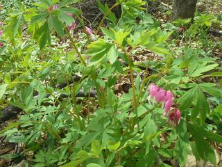 알 수 없음님의 두릅 · 삽목•정식 작성글 사진