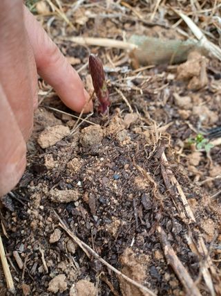 알 수 없음님의 두릅 · 삽목•정식 작성글 사진