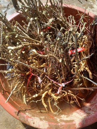 알 수 없음님의 두릅 · 삽목•정식 작성글 사진