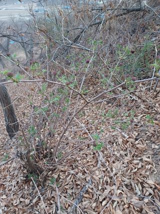 알 수 없음님의 두릅 · 삽목•정식 작성글 사진