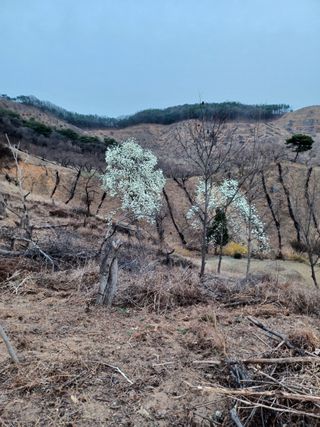 알 수 없음님의 두릅 · 삽목•정식 작성글 사진