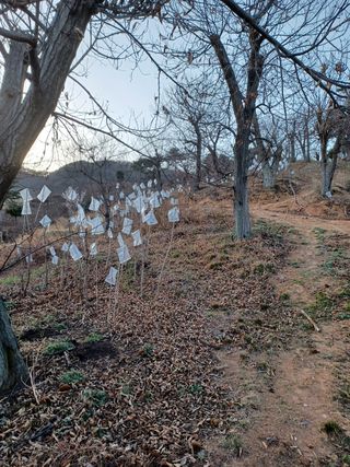 알 수 없음님의 두릅 · 삽목•정식 작성글 사진