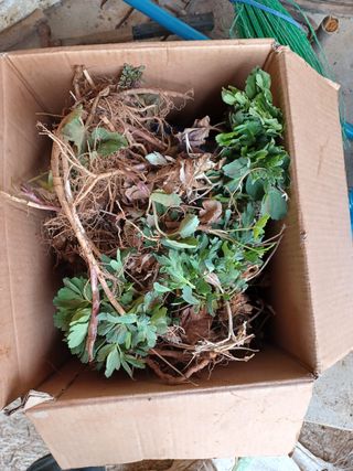 알 수 없음님의 두릅 · 삽목•정식 작성글 사진