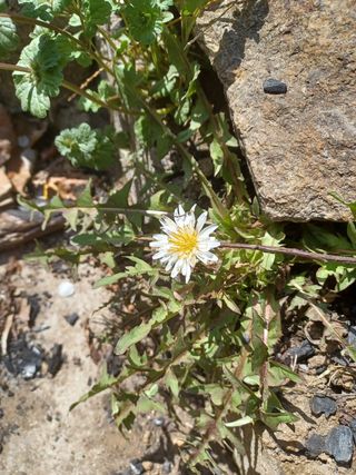 알 수 없음님의 두릅 · 삽목•정식 작성글 사진