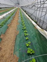 팜모닝 호박·자유게시판 게시글 이미지