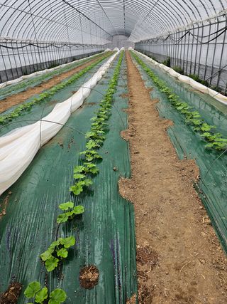 김중혁님의 호박 · 자유게시판 작성글 사진