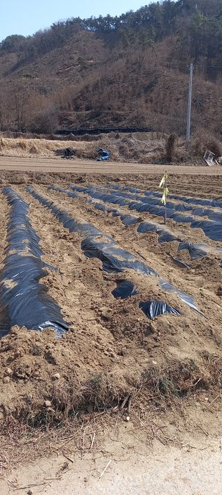 항상감사 님의 고구마 · 자유게시판 작성글 사진