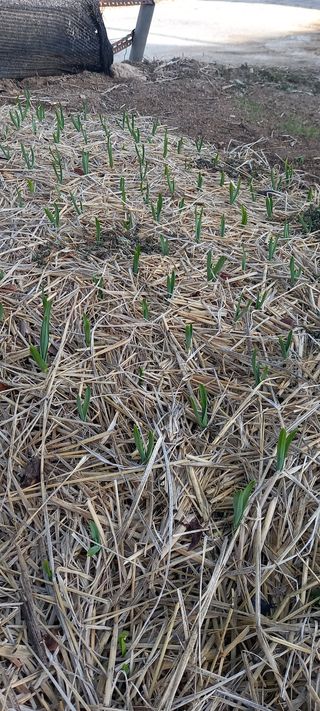 항상감사 님의 고구마 · 자유게시판 작성글 사진