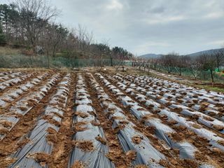 초보농부님의 자유주제 · 자유게시판 작성글 사진