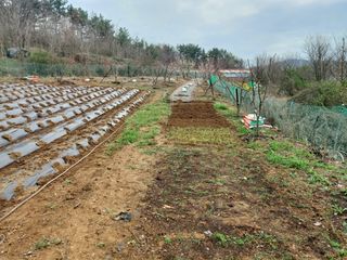 초보농부님의 자유주제 · 자유게시판 작성글 사진