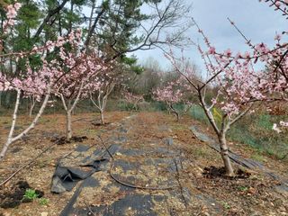 초보농부님의 자유주제 · 자유게시판 작성글 사진