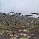 팜모닝 자두·자유게시판 게시글 이미지