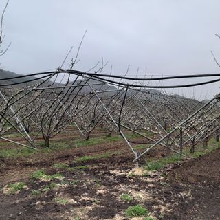 기조자두농님의 자두 · 자유게시판 작성글 사진