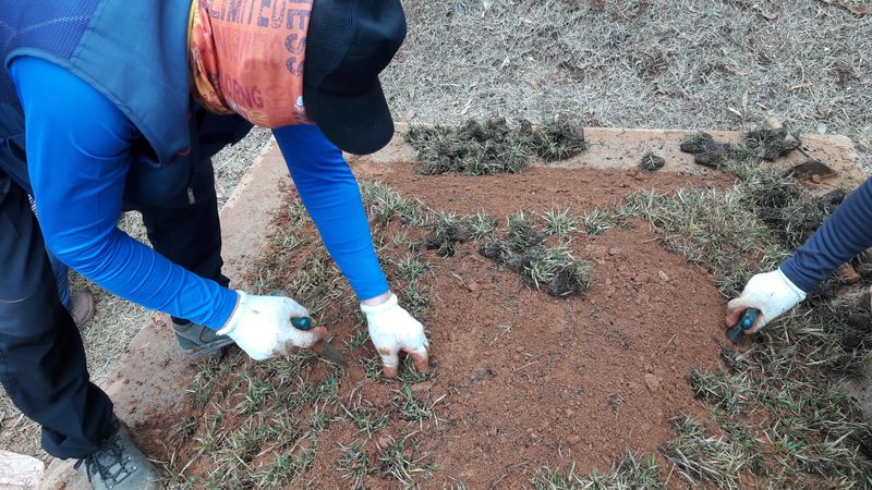 잔디에 살다님의 장터 판매 상품 [플러그잔디세트] 첨부 사진