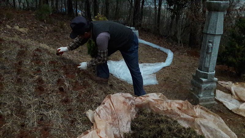 잔디에 살다님의 장터 판매 상품 [플러그잔디세트] 첨부 사진