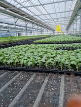 팜모닝 고추·품종•종자 게시글 이미지