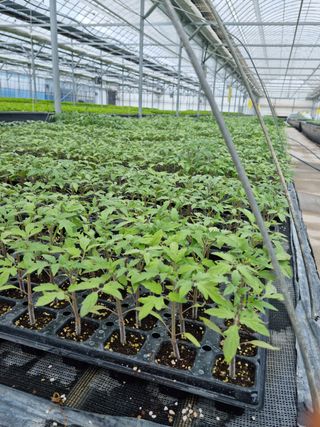 손명화님의 고추 · 품종•종자 작성글 사진