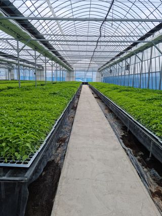 손명화님의 고추 · 품종•종자 작성글 사진