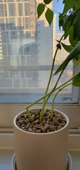 팜모닝 기타작물·병해충상담 게시글 이미지