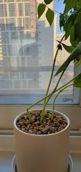 알 수 없음님의 기타작물 · 병해충상담 작성글 사진