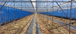 이상신님의 포도 · 자유게시판 작성글 사진