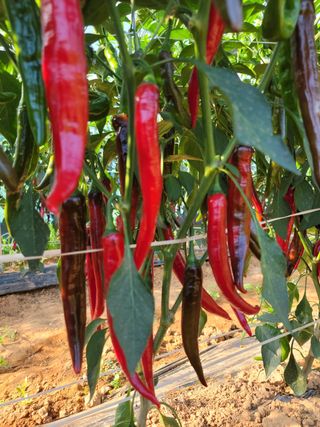 김영아님의 기타작물 · 자유게시판 작성글 사진