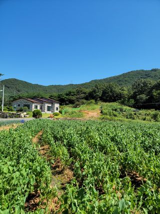 김영아님의 기타작물 · 자유게시판 작성글 사진