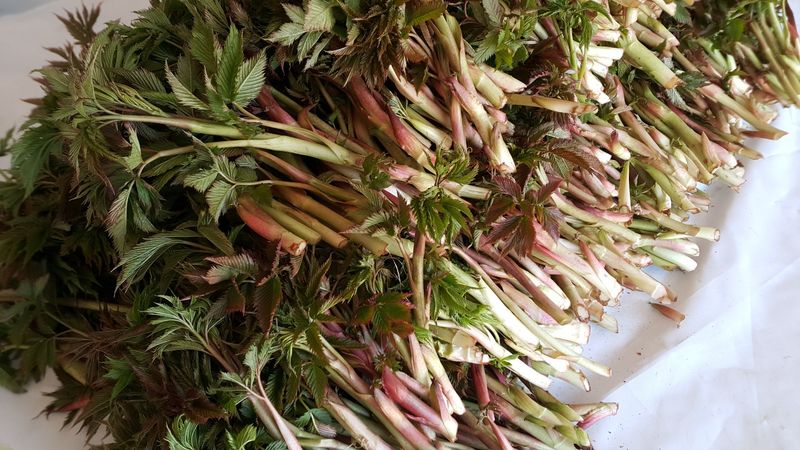 장터 상품 [눈개승마(삼나물) 1kg 2025년] 썸네일