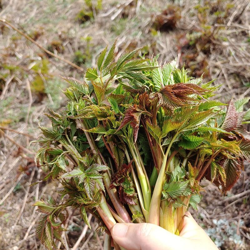 박준규님의 장터 판매 상품 [눈개승마(삼나물) 1kg 2025년] 첨부 사진