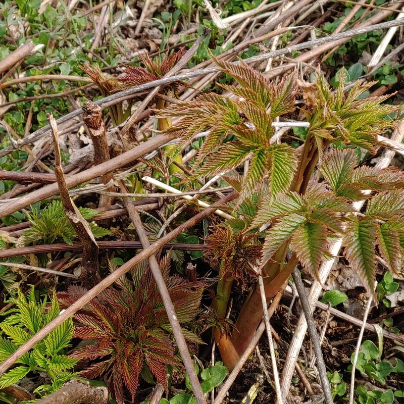 박준규님의 장터 판매 상품 [눈개승마(삼나물) 1kg 2025년] 첨부 사진